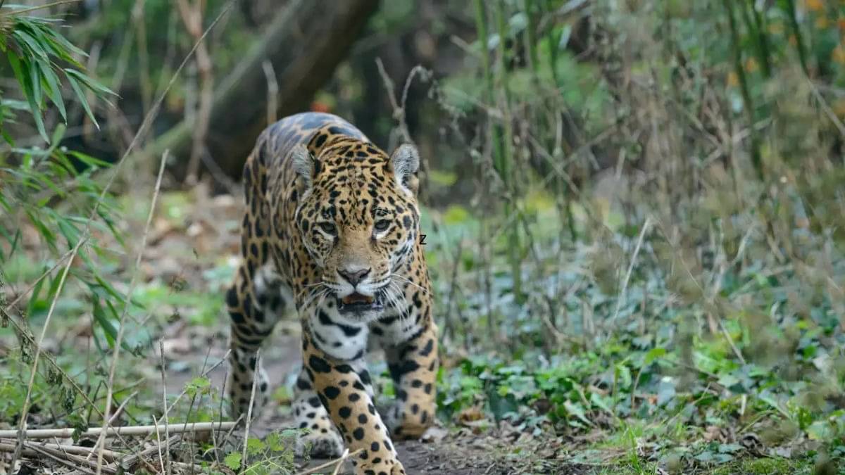 Man-Eater Leopard Caught In UP’s Bijnor After Killing 3 People