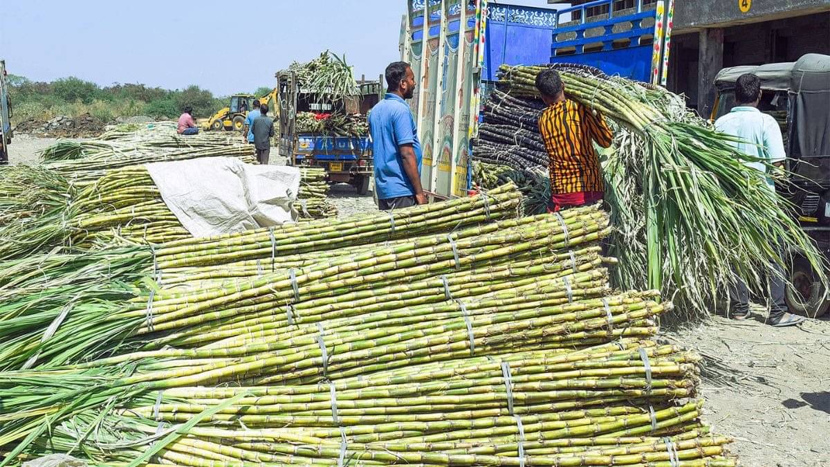 India’s Sugar Production Projected to Rise 16% to 343.5 Lakh Tons in 2025-26, Maharashtra Leads Growth