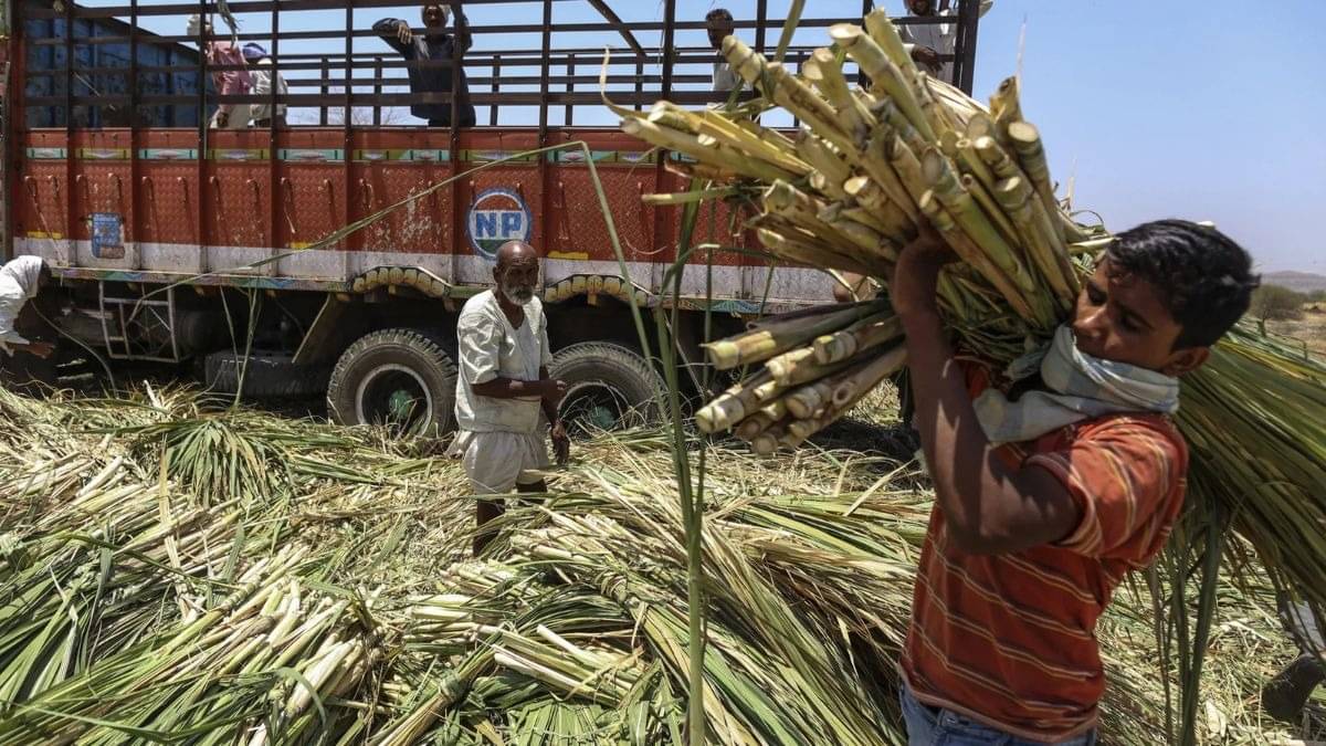 India Urged to Double Sugar Exports to 2 Million Tons Amid Rising Surplus in 2025/26 Season
