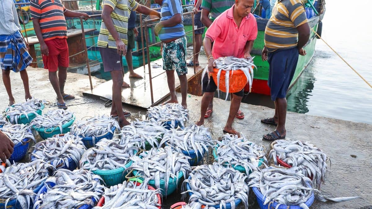 India’s Shrimp Exports to US Hit $2.51B in FY25 Amid Govt Boost