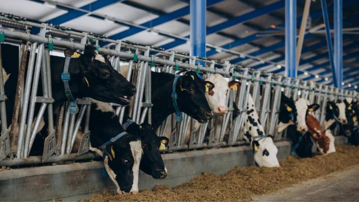 Indian Dairy Sector Faces Tight Supply As Demand Strengthens Ahead Of 2026: Report