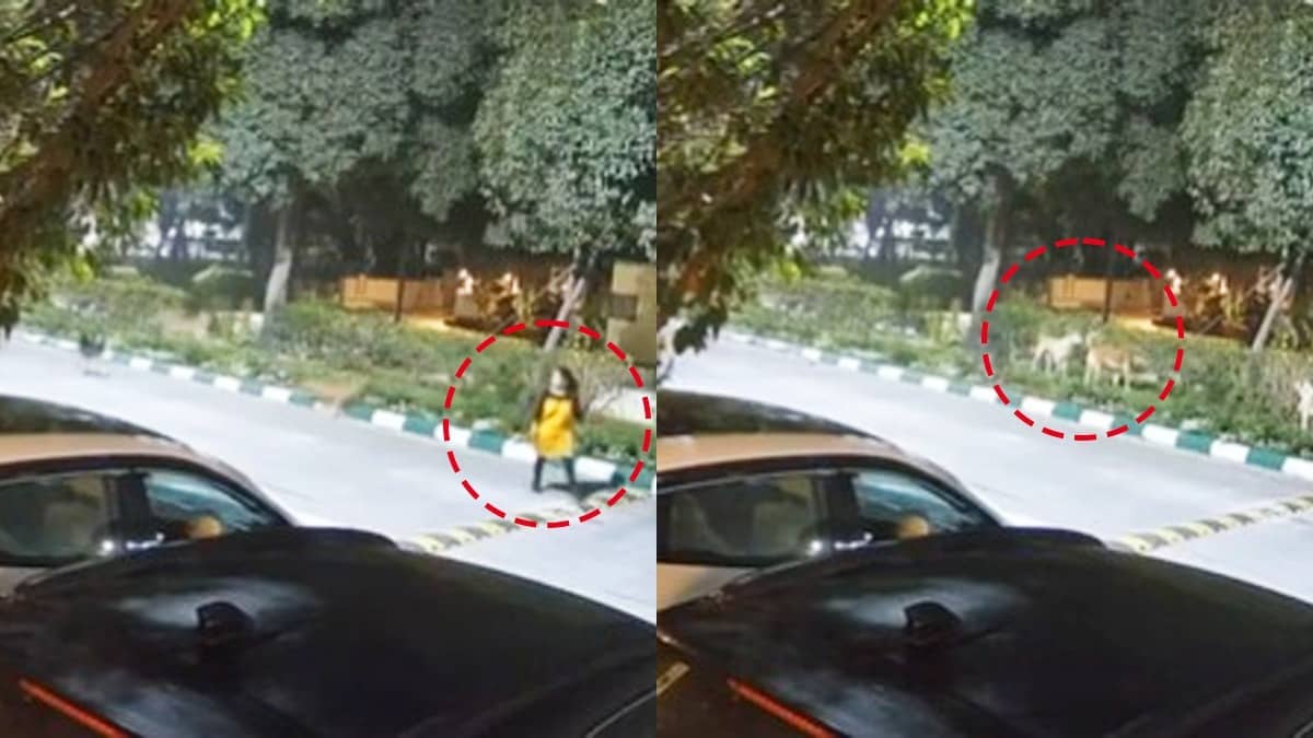 Howling Stray Dogs Lunge At Woman in Greater Noida’s Jaypee Greens, Residents Demand Action | WATCH