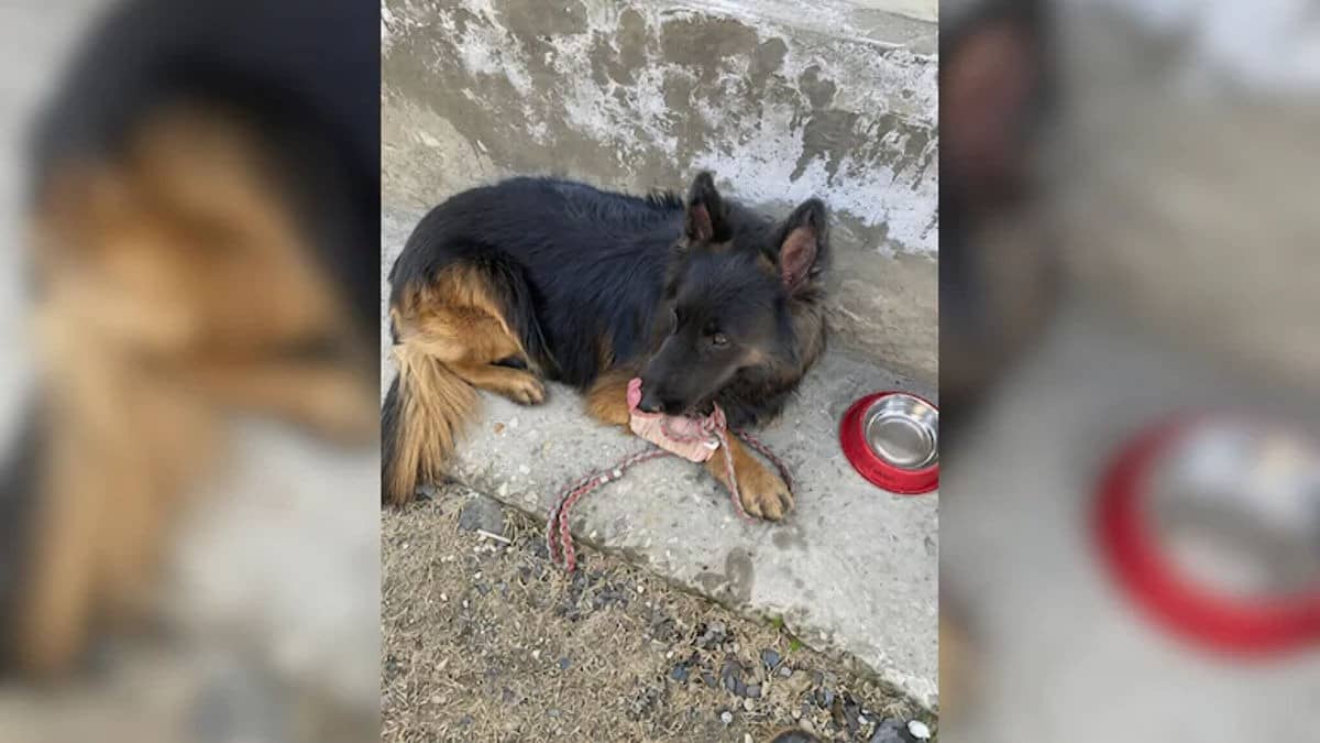 Shot, Bleeding, But Unstoppable: Army Dog ‘Tyson’ Corners Jaish Terrorists In J&K’s Kishtwar, Aids In Neutralisation of 3