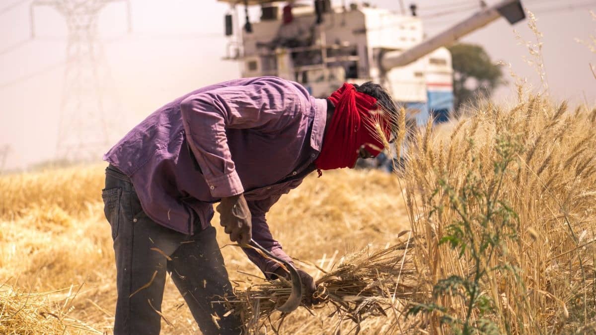 Centre Allows 25 Lakh MT Wheat Exports, Additional Sugar Exports – Here’s Why