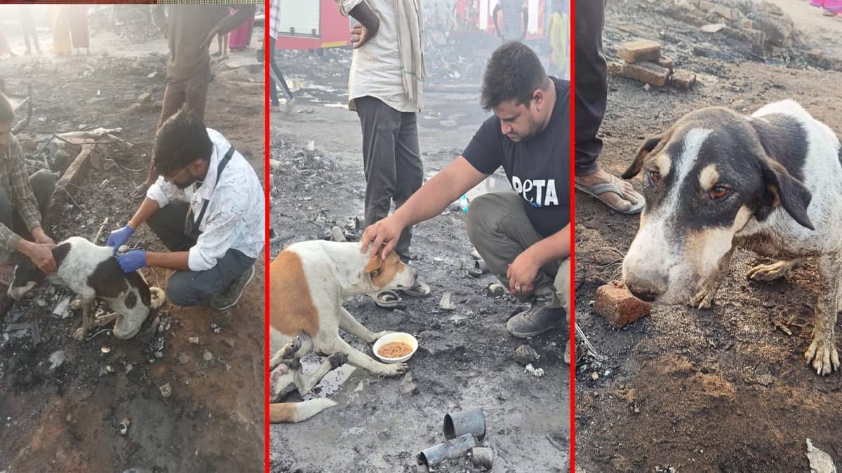 Humanity Restored: Over 40 Animals Rescued in Massive Ghaziabad Fire