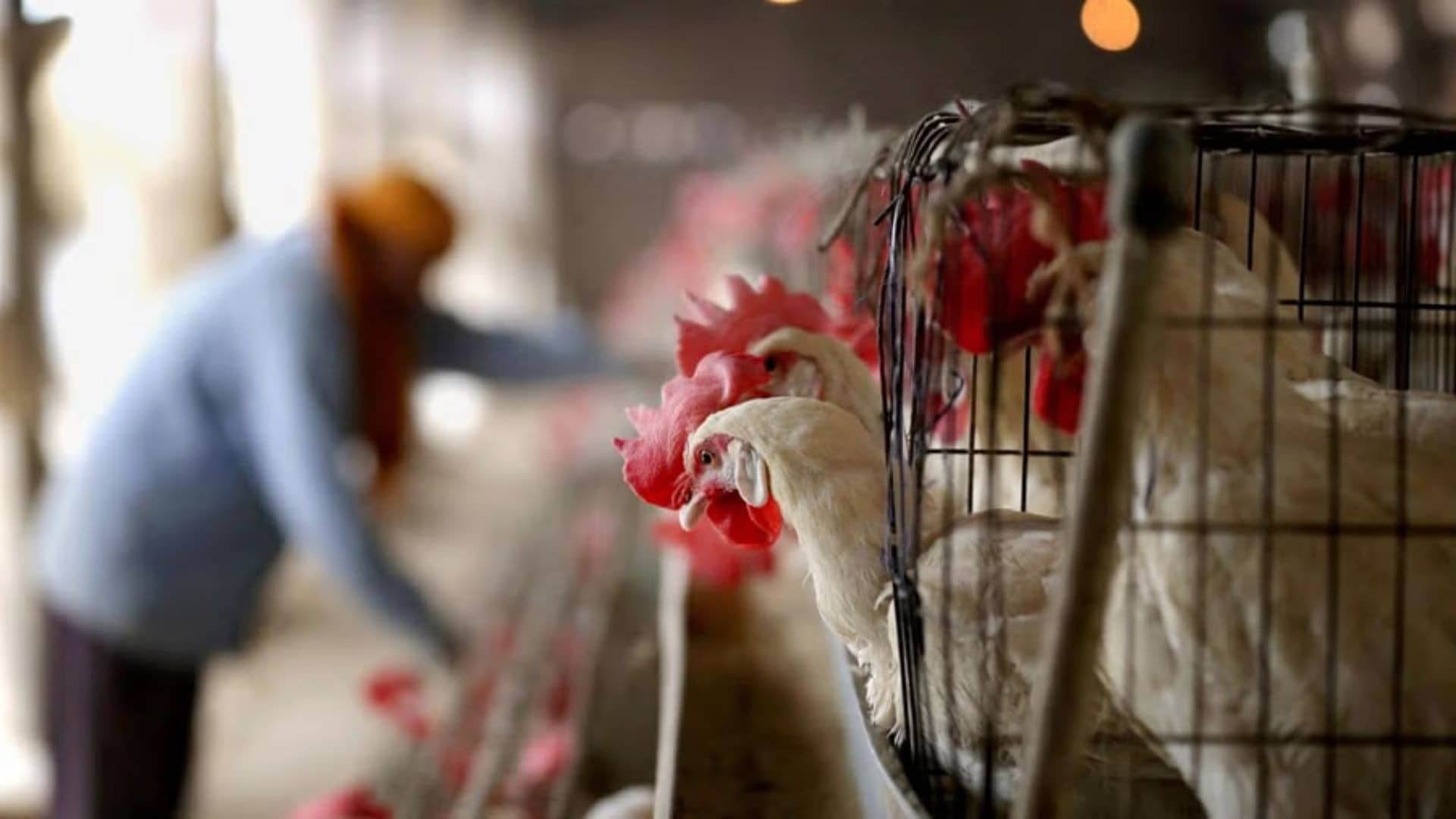 Bird Flu Alert in Karnataka: H5N1 Detected In Poultry Farm, Over 7,000 Chickens Culled