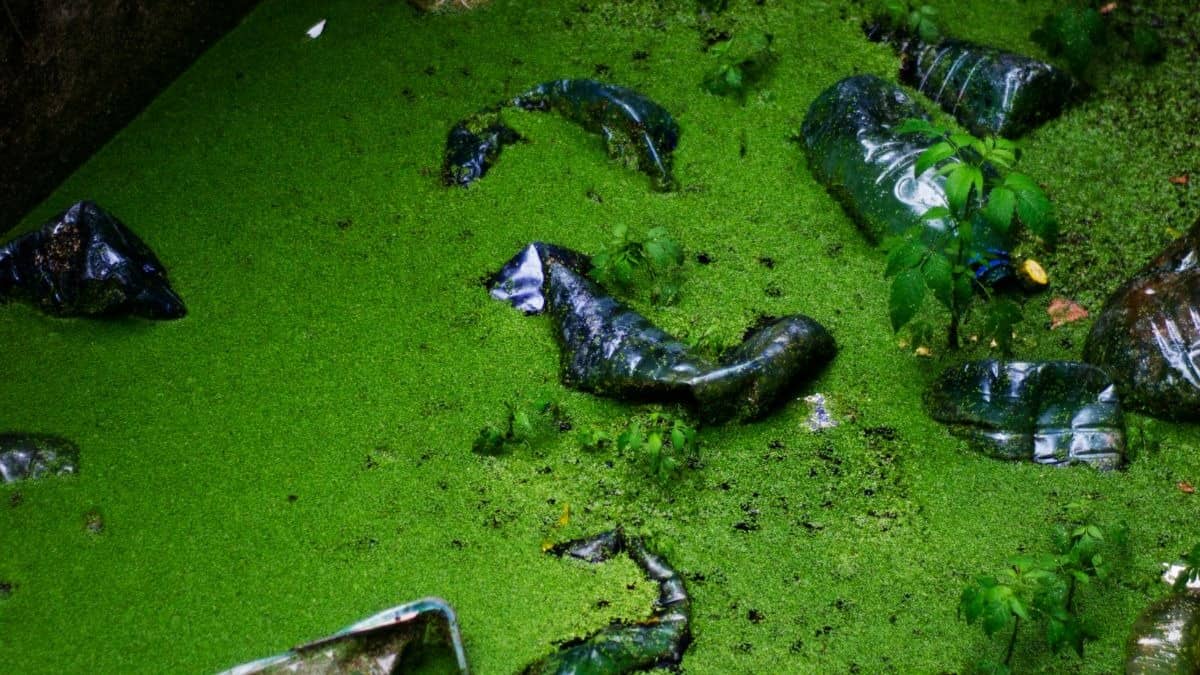 Indore-Like Crisis Hits Jaipur: Over 1,000 Fall Ill After Sewage Mixes with Drinking Water