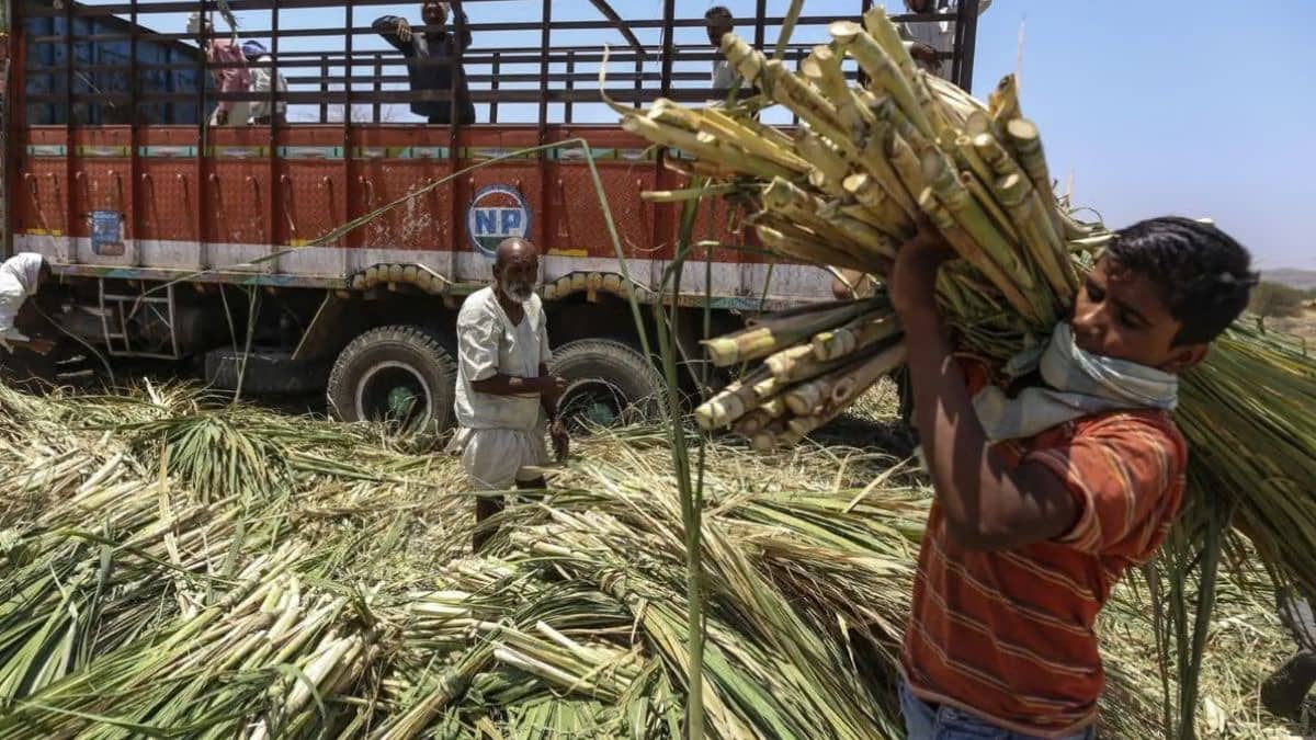 India Faces Second Year of Sugar Deficit as Mills Close Early