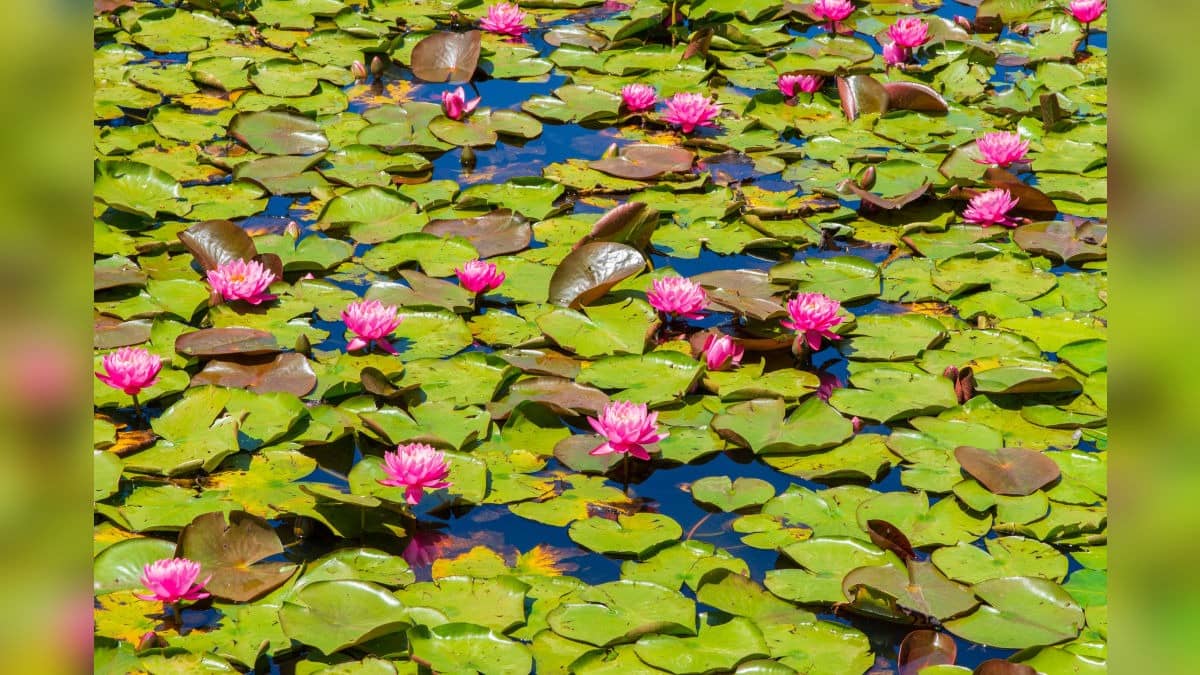 Thief Stays Underwater For 5 Hours To Evade Arrest, Uses Lotus Stem Like Snorkel To Breathe | Jabaplur