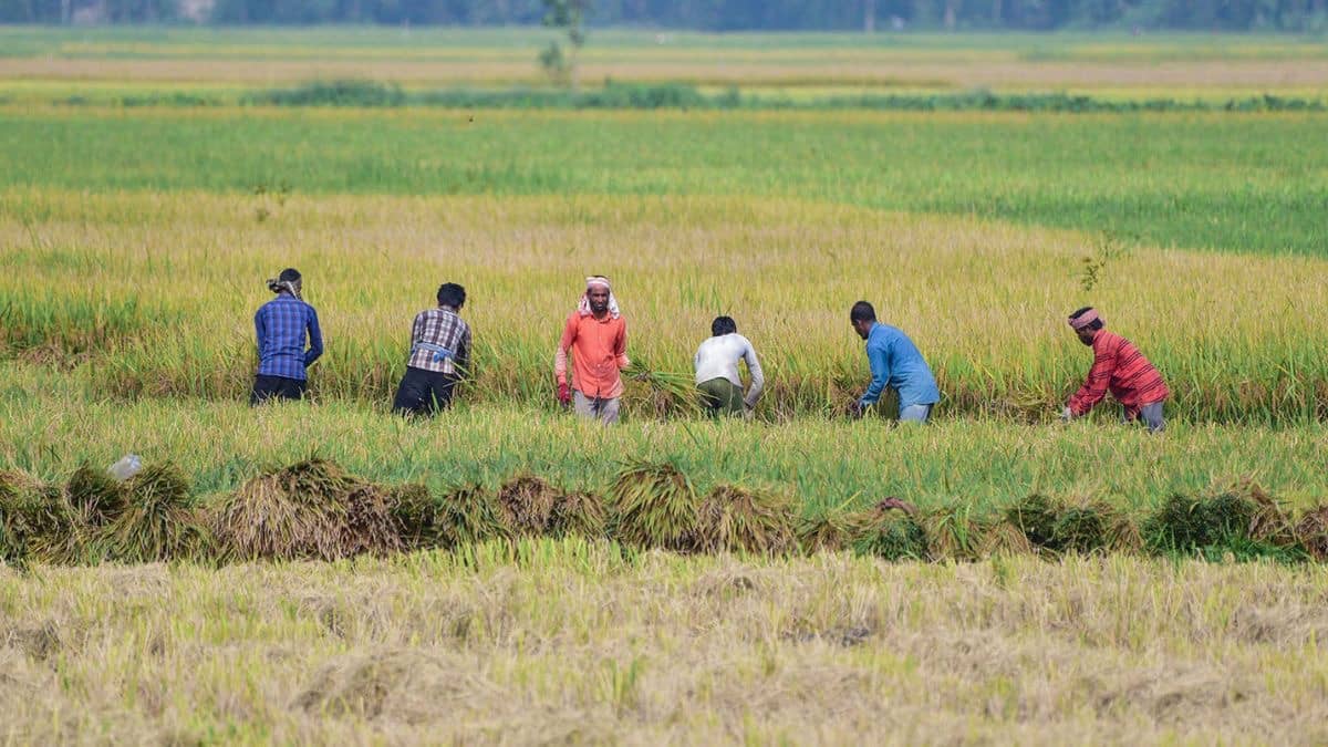 Agriculture Outlook For FY27 Hinges On Monsoon Progress, Distribution & El Nino Risk: RBI