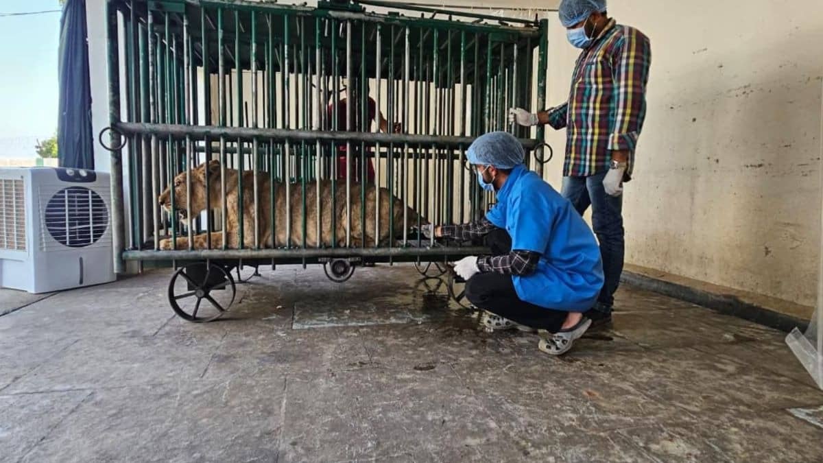 Deadly Virus Threat Looms Over Gir: 7 Asiatic Lions Dead, 17 Isolated Amid Infection Scare In Gujarat