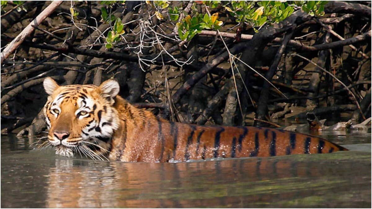 8 Deaths In 2 Months: MP High Court Seeks Answers On Kanha National Park Tiger Fatalities
