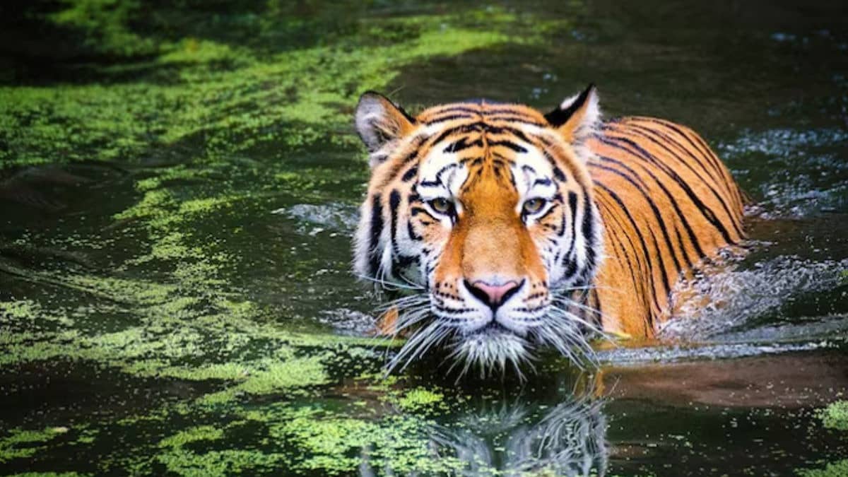 Ranthambore, Bandhavgarh, Pench National Park Or Jim Corbett: Which Tiger Reserve Offers The Best Chance To Spot The Big Cat?