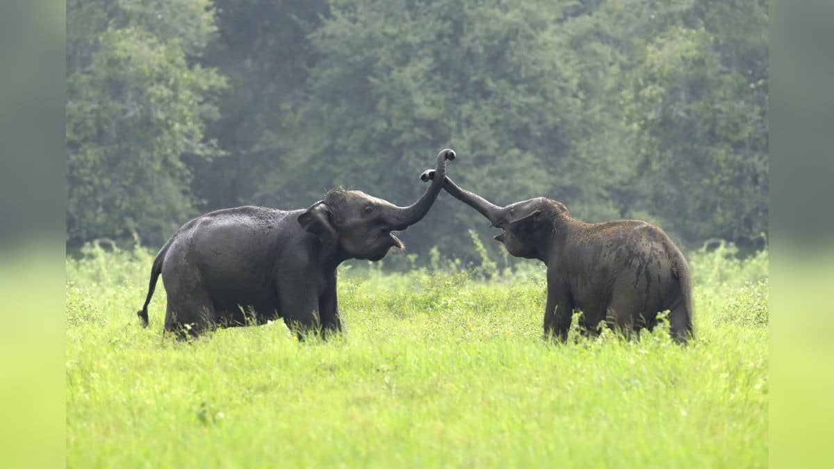 Love In The Wild? 2 Female Elephants ‘Elope’ At Night From Corbett Camp With Wild Herd During Mating Season