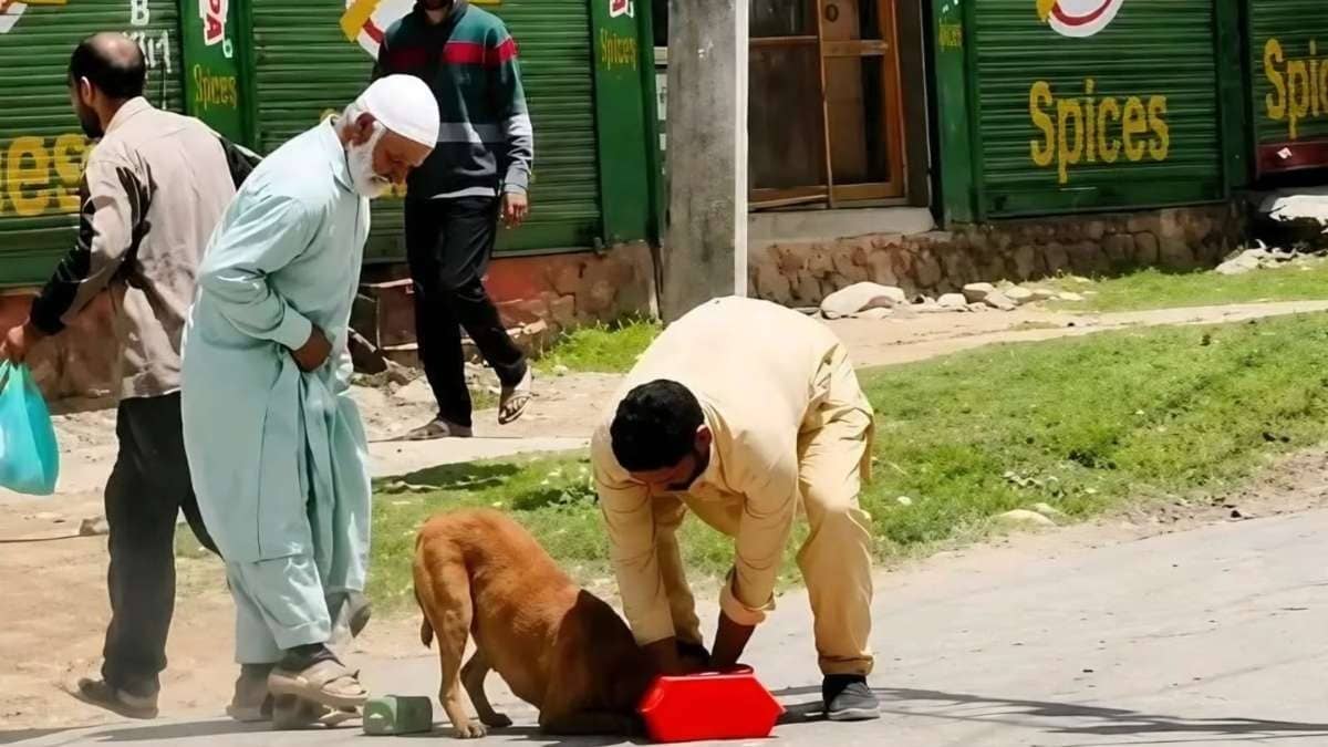 Mob Violence in Central Kashmir: Viral Video Shows Brutal Killing of Stray Dog, Police Register FIR Under Animal Cruelty Act