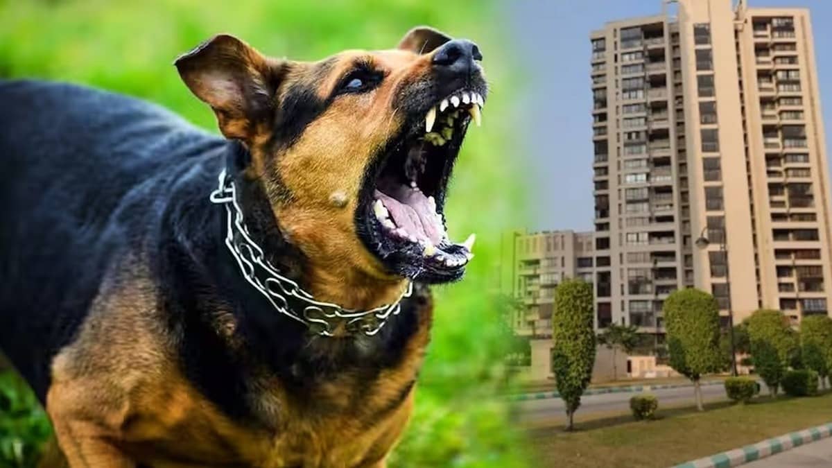 Stray Dog Attack in Jaypee Greens: 63-Year-Old DU Professor Sustains Serious Injuries After Spine-Chilling Chase Inside Greater Noida Society