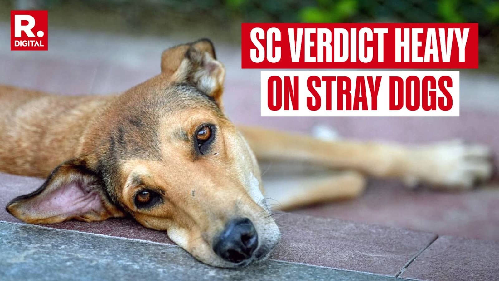 Supreme Court Refuses To Modify Order On Removing Stray Dogs From Public Places