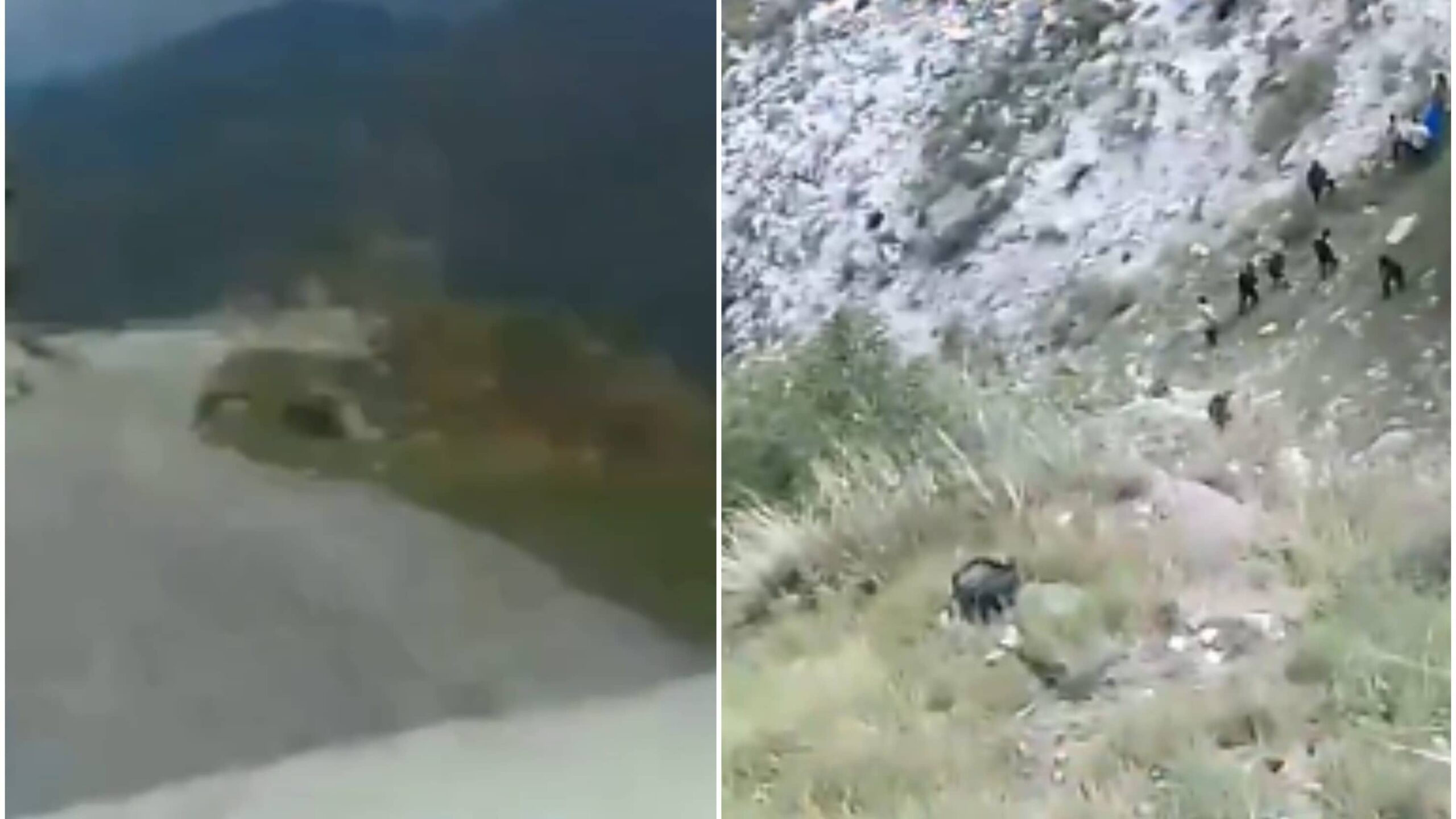 ‘Dekho Mera Nanihaal…’: Last Video Shot By Passenger Captures Truck Falling In Shimla Gorge, Killing All 6 Onboard