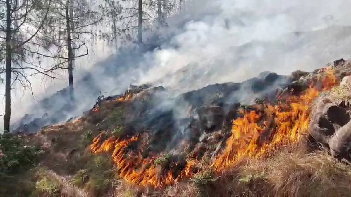 Massive Forest Fire Breaks Out In Rajouri Amid Heatwave, Dry Spell | VIDEO