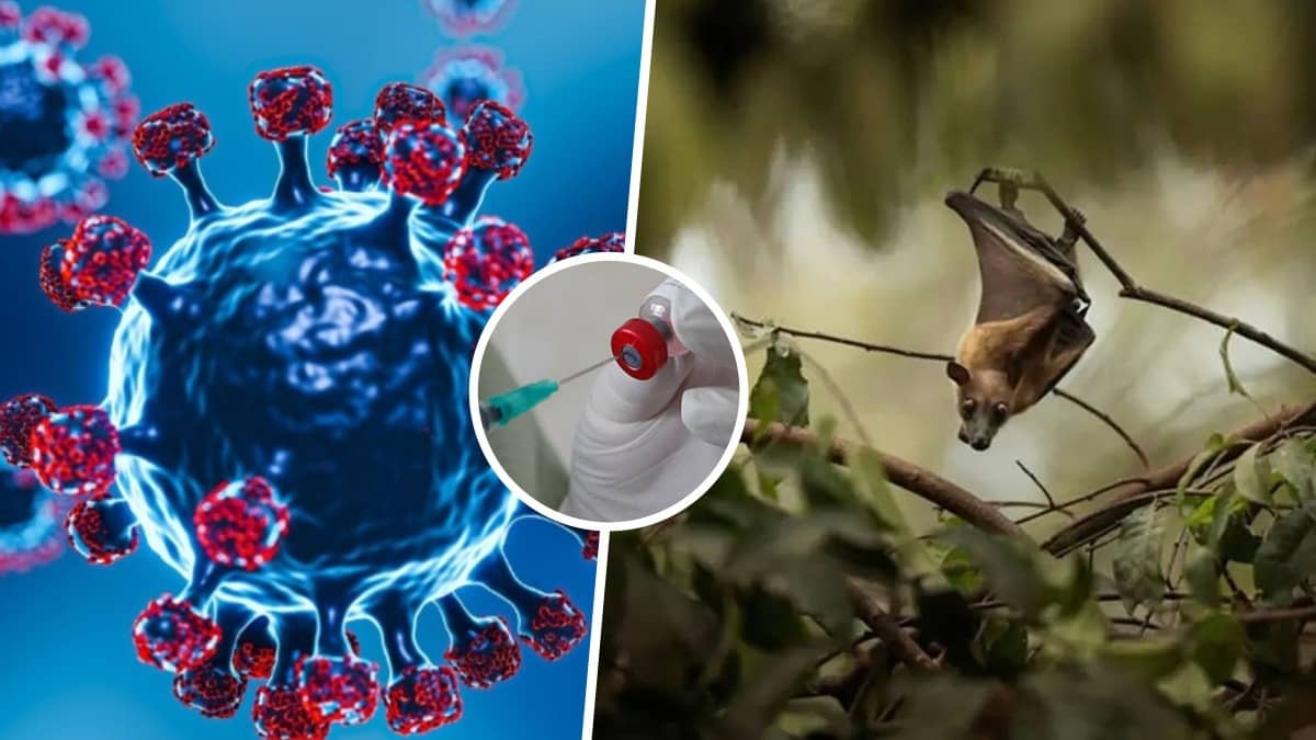 Nipah Virus Outbreak In India: Centre Calls For Strict Containment Measures After Case Reported In Keralam