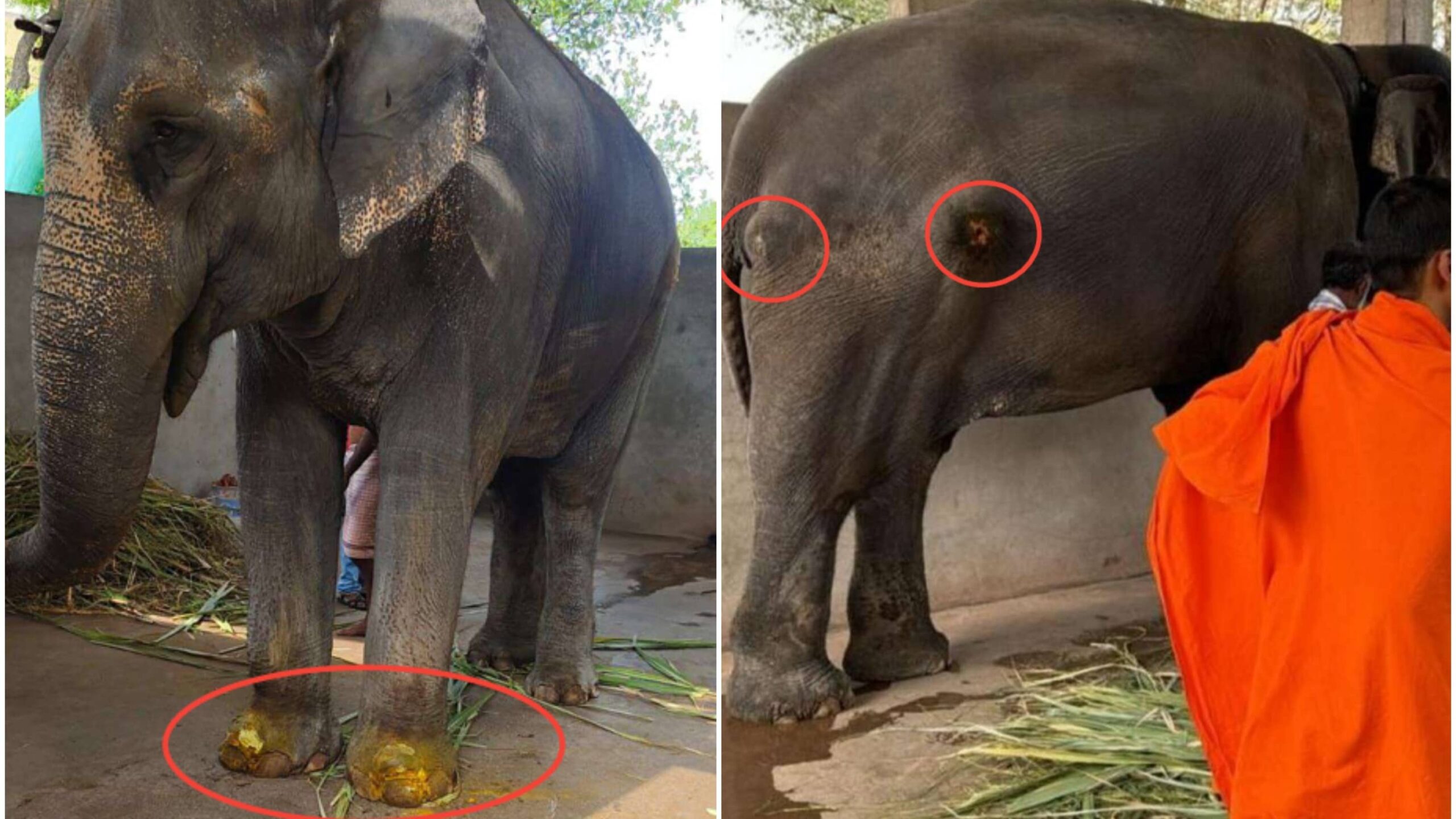 ‘Returning Madhuri To Same Shed Would Be Betrayal’: PETA India Warns Against Elephant’s Move Back To Kolhapur