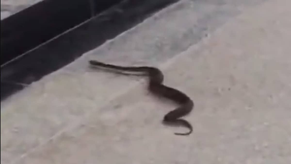 Russell’s Viper Found At Mumbai Metro BKC Station; Snake Safely Rescued, Metro Services Unaffected