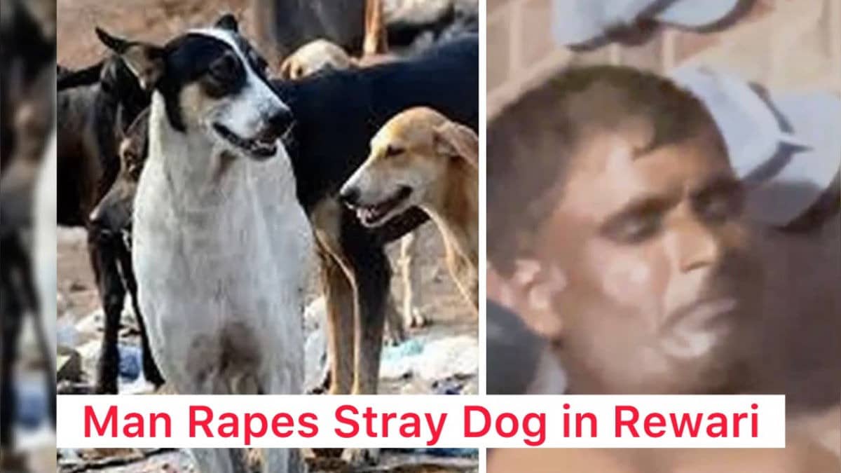 Horrific! Man Brutally Rapes Female Community Dog, Caught On Camera; Arrested After PETA’s Intervention