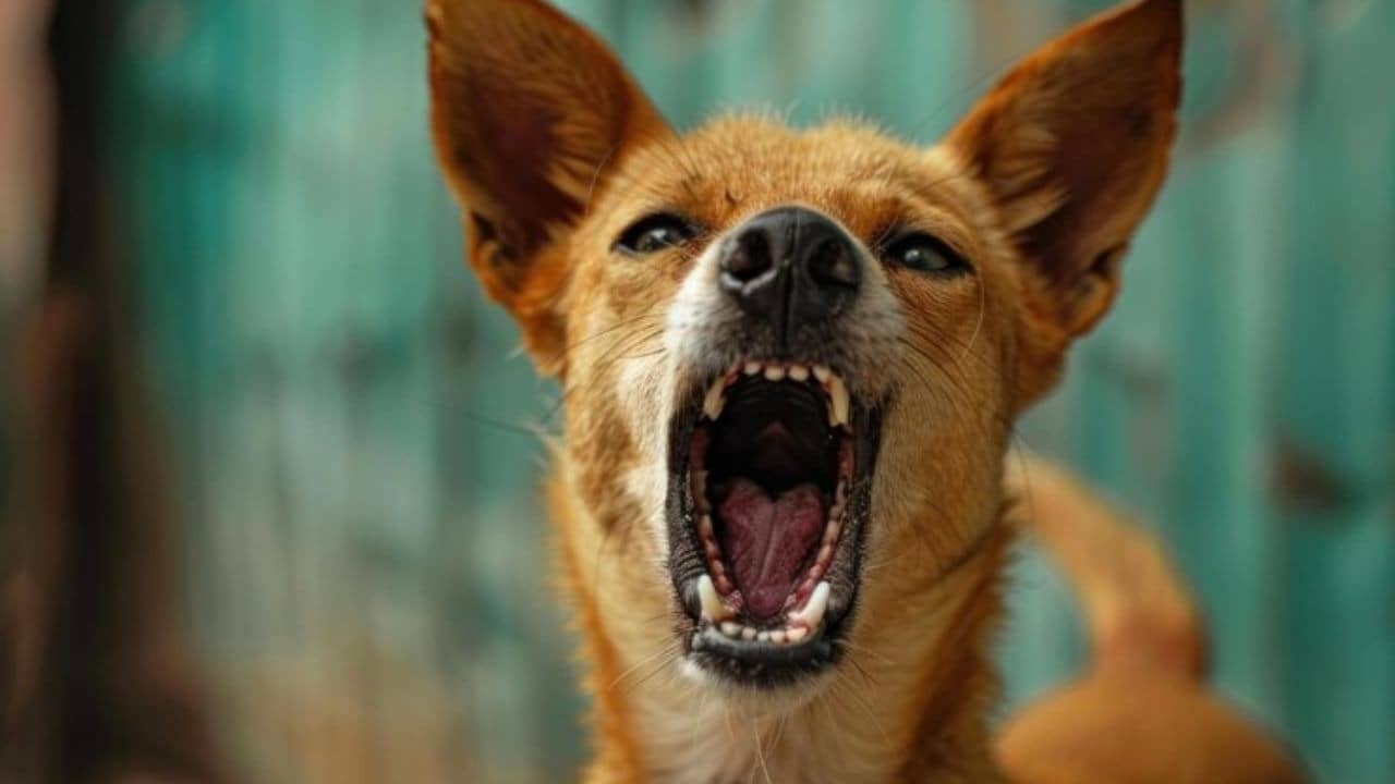 Rabid Dog Mauls 8-Year-Old Boy in Karnataka’s Hassan, Child Critical