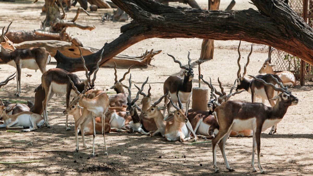 Stray Dog Menace in MP: 13 Blackbucks Die After Falling Into Well While Fleeing Attack