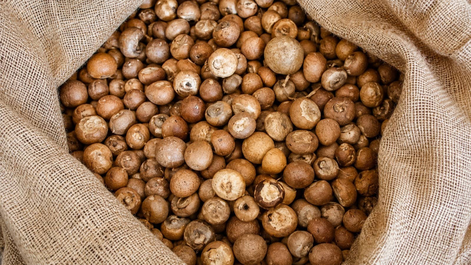 DRI Uncovers Rs 2,500 Crore Customs Duty Fraud in Areca Nut Imports, 9 Arrested