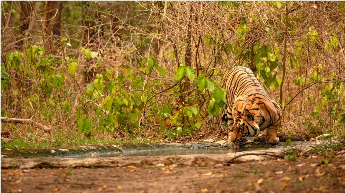 Take A Tour Of The First Tiger Reserve In India