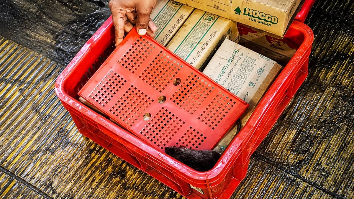 Maharashtra: Rat Spotted in Ice Cream Crate of Quick-Commerce Provider’s Outlet; Viral Video Sparks Outrage in Kalyan