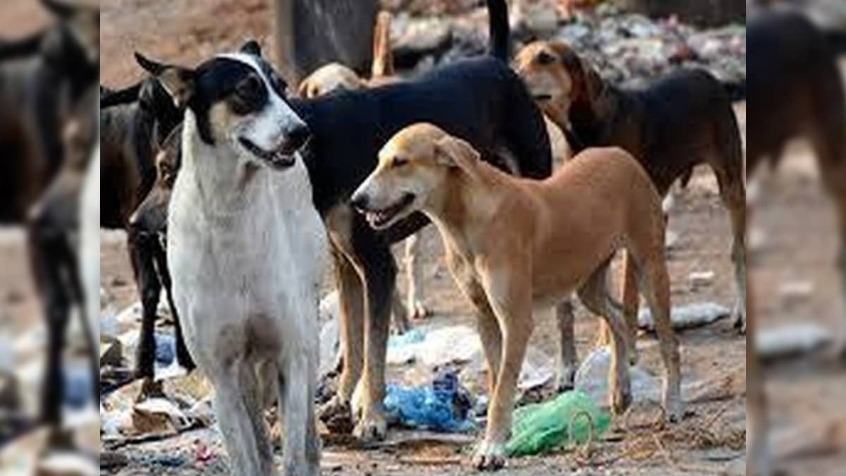 4-Year-Old Girl Mauled By 7 Stray Dogs In Pimpri-Chinchwad, Gets Over 80 Stitches