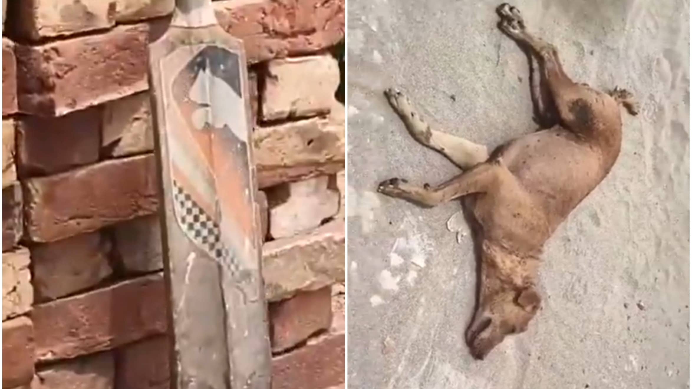 VIDEO | Ghaziabad Dog Beaten, Buried Alive; FIR Registered After PETA India Intervention